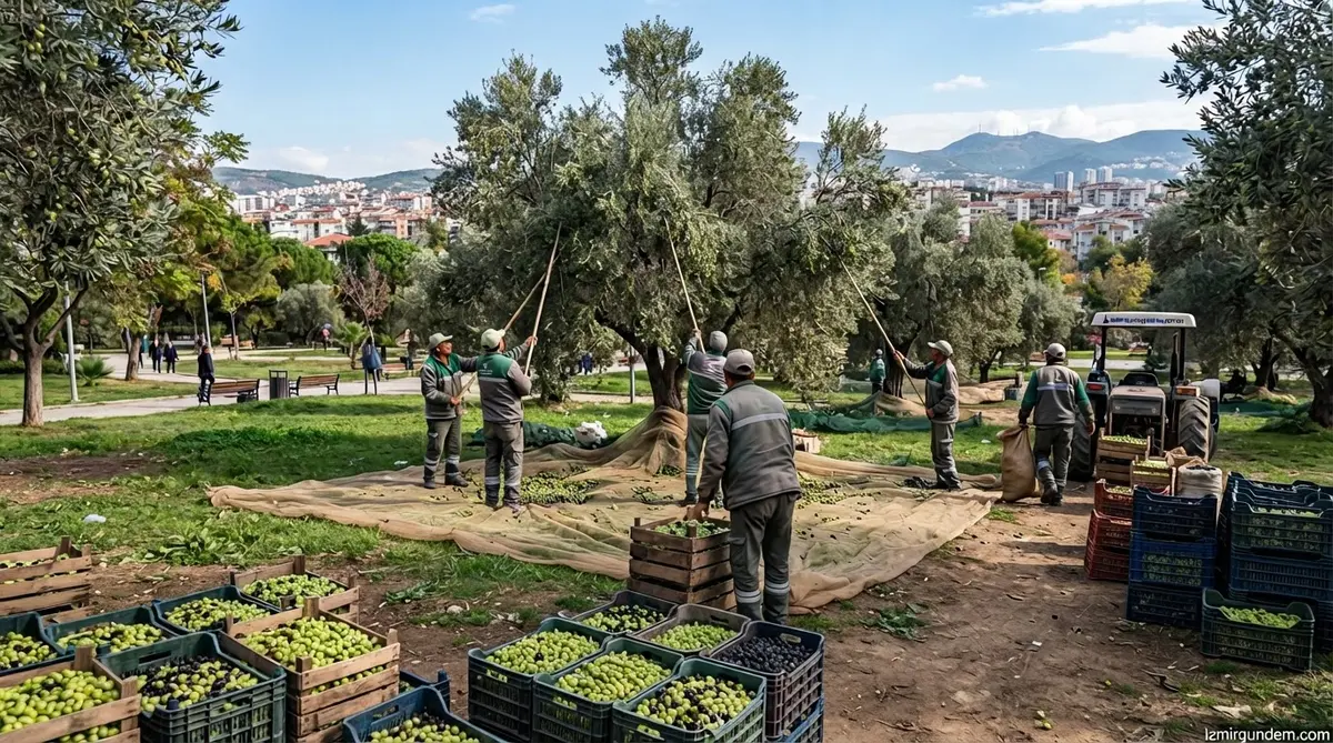 Bornova'da Park Zeytinleri İhtiyaç Sahiplerine Yağ Olacak