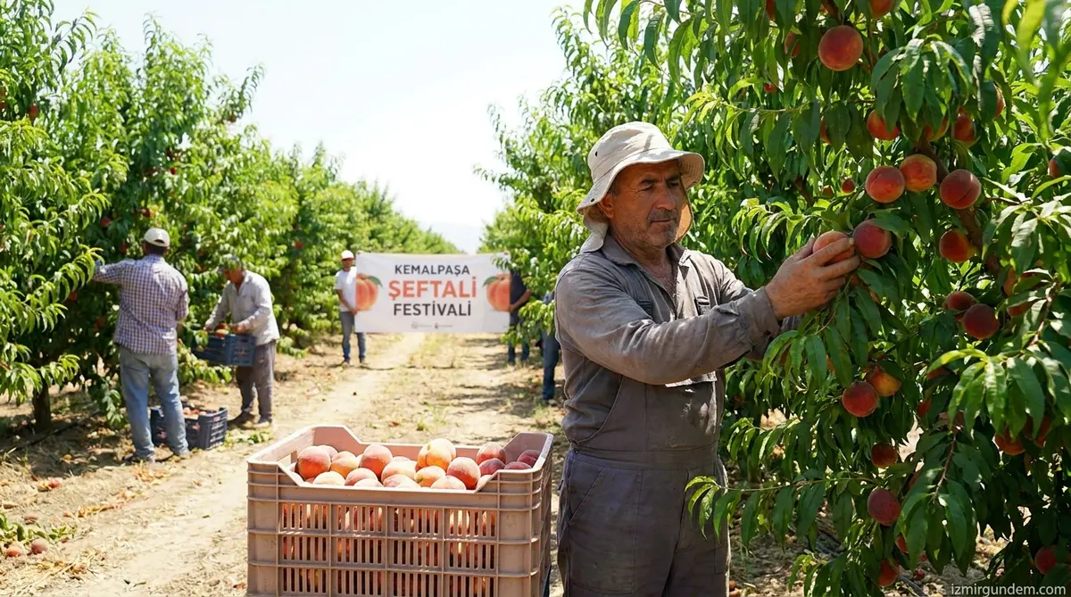 Kemalpaşa'da Şeftali Hasadı Başladı: Rekolte Yüzde...