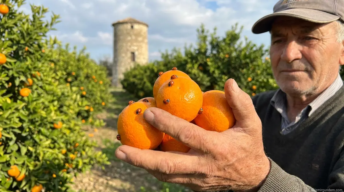 Seferihisar'da Mandalinalar Uğur Böceklerine Emanet